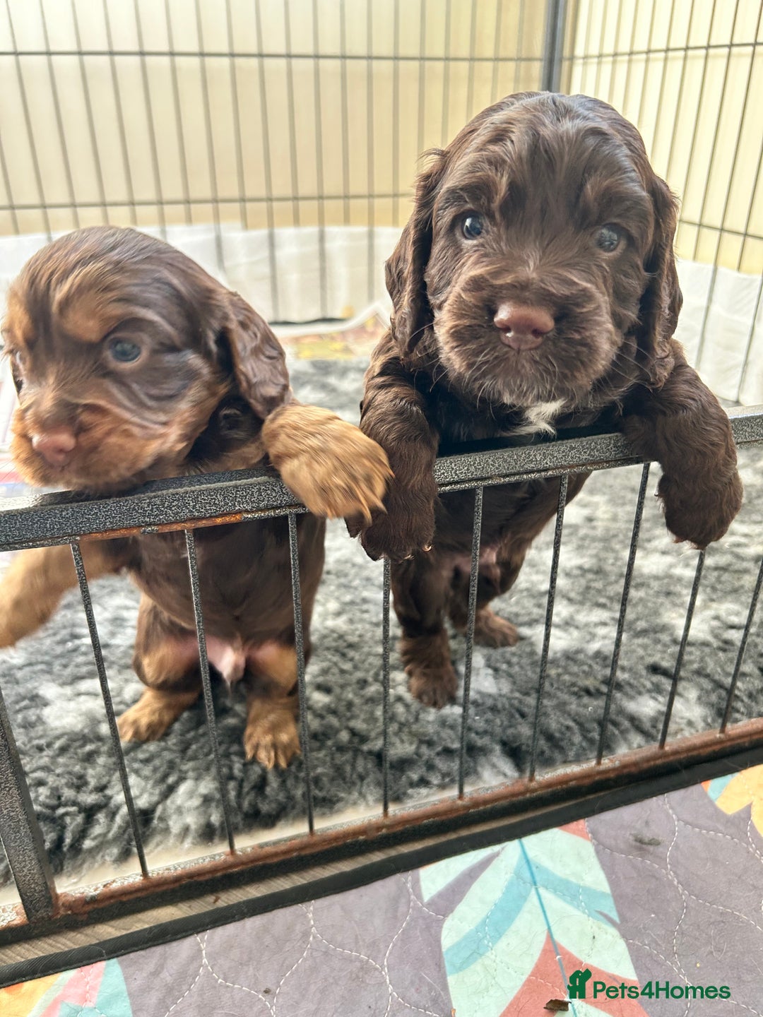Cocker Spaniel dogs for sale: Beautiful cocker spaniel pups  - Advert 3