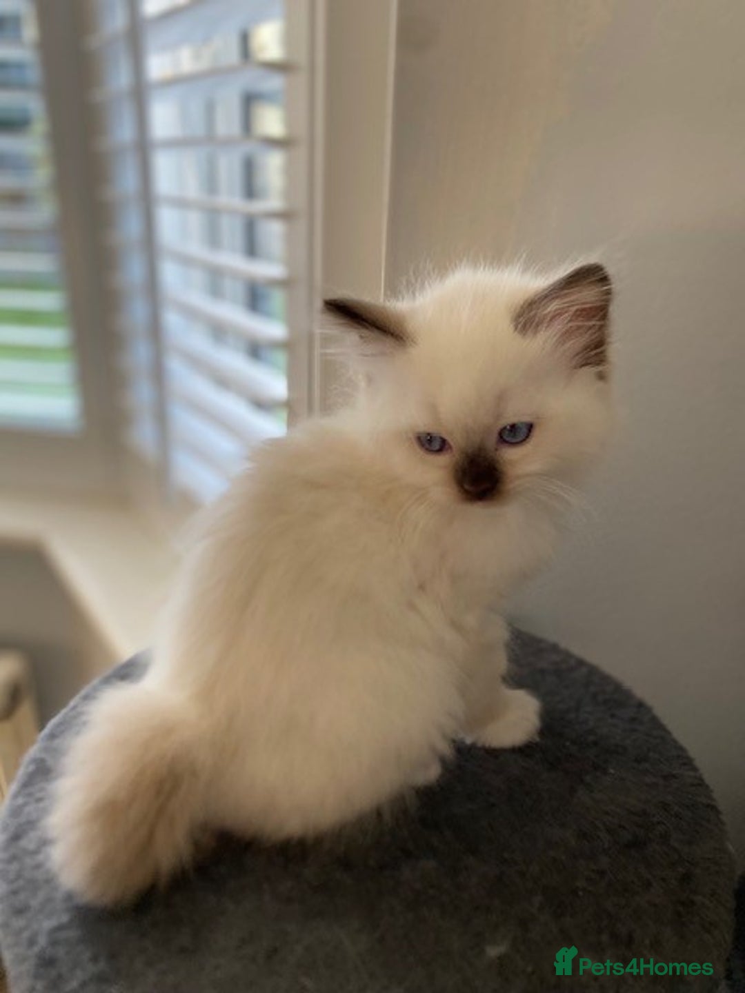 Ragdoll cats for sale: TICA REGISTERED PUREBRED RAGDOLL KITTENS AVAILABLE - Advert 26