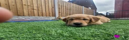 Golden Retriever dogs for sale: Stunning dark golden retriever puppies for sale - Advert 30