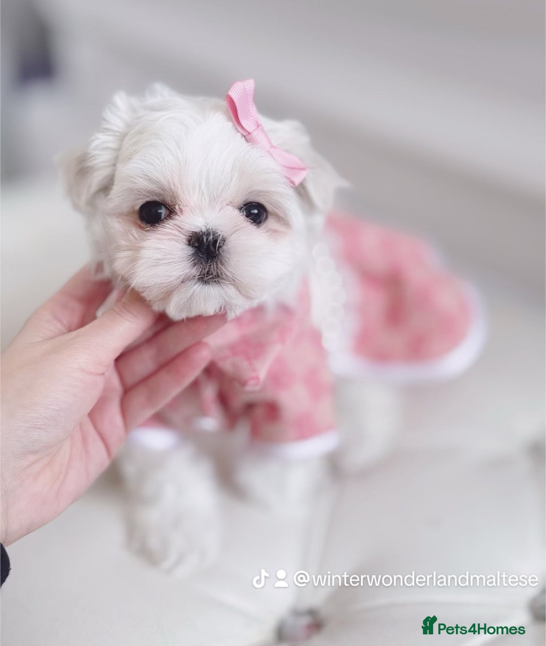 Maltese dogs for sale: 🩷Exclusive 🧬 DNA Tested 🧬 Full Korean Maltese🩵 - Advert 21