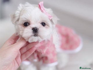 Maltese dogs 🩷Exclusive 🧬 DNA Tested 🧬 Full Korean Maltese🩵 - Advert 1