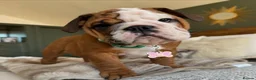 English Bulldog dogs for sale: Lovely English Bulldog Puppies in London - Advert 2