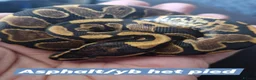 Python Snake reptiles for sale: Various royals in Bilston - Advert 5