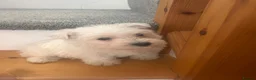 West Highland Terrier dogs for sale: Beautiful West Highland Puppies - Advert 15