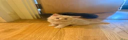 Mixed Breed cats for sale: Adorable 6-Week-Old Kittens Ready for Loving Home - Advert 21