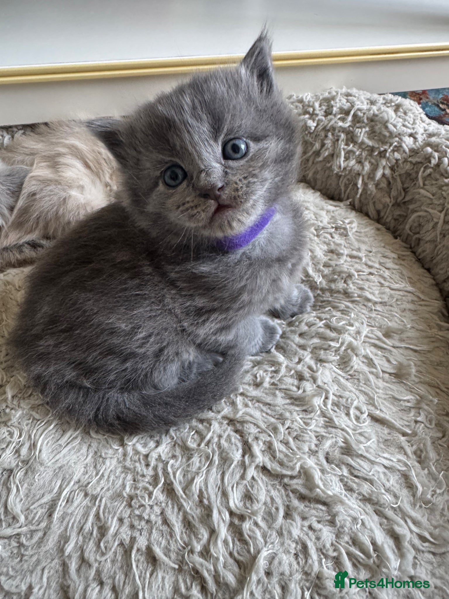 British Shorthair cats A cat from a Ragdoll mother   - Advert 6