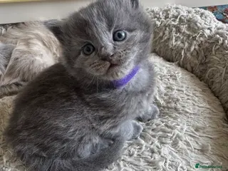 British Shorthair cats A cat from a Ragdoll mother - Advert 6