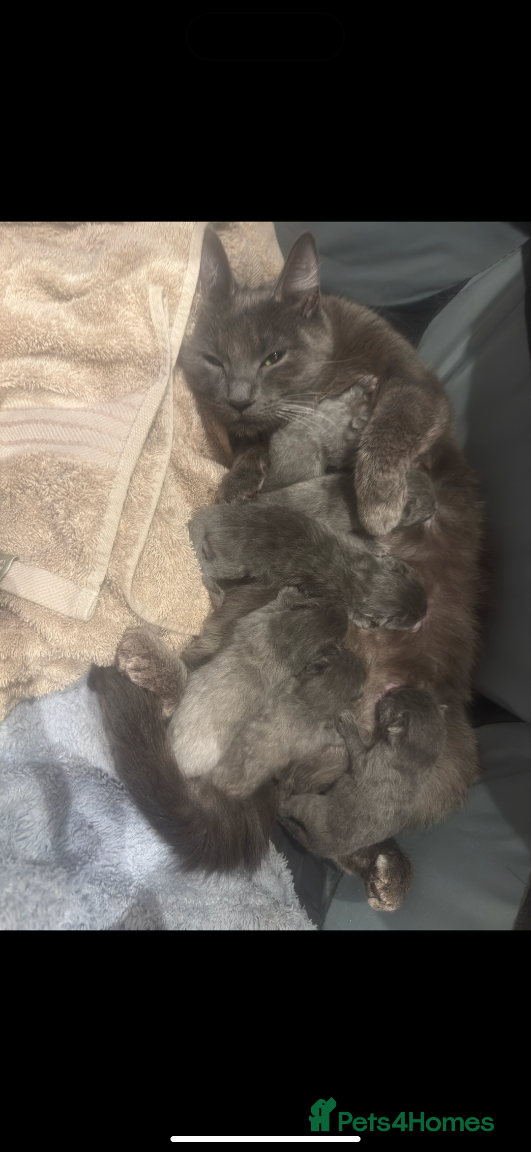 Scottish Fold cats for sale: Beautiful Grey Scottish Fold & Straight Kittens - Image 11