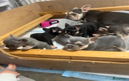 French Bulldog dogs for sale: 🩷5 French bulldog pups for sale🩷 - Image 7