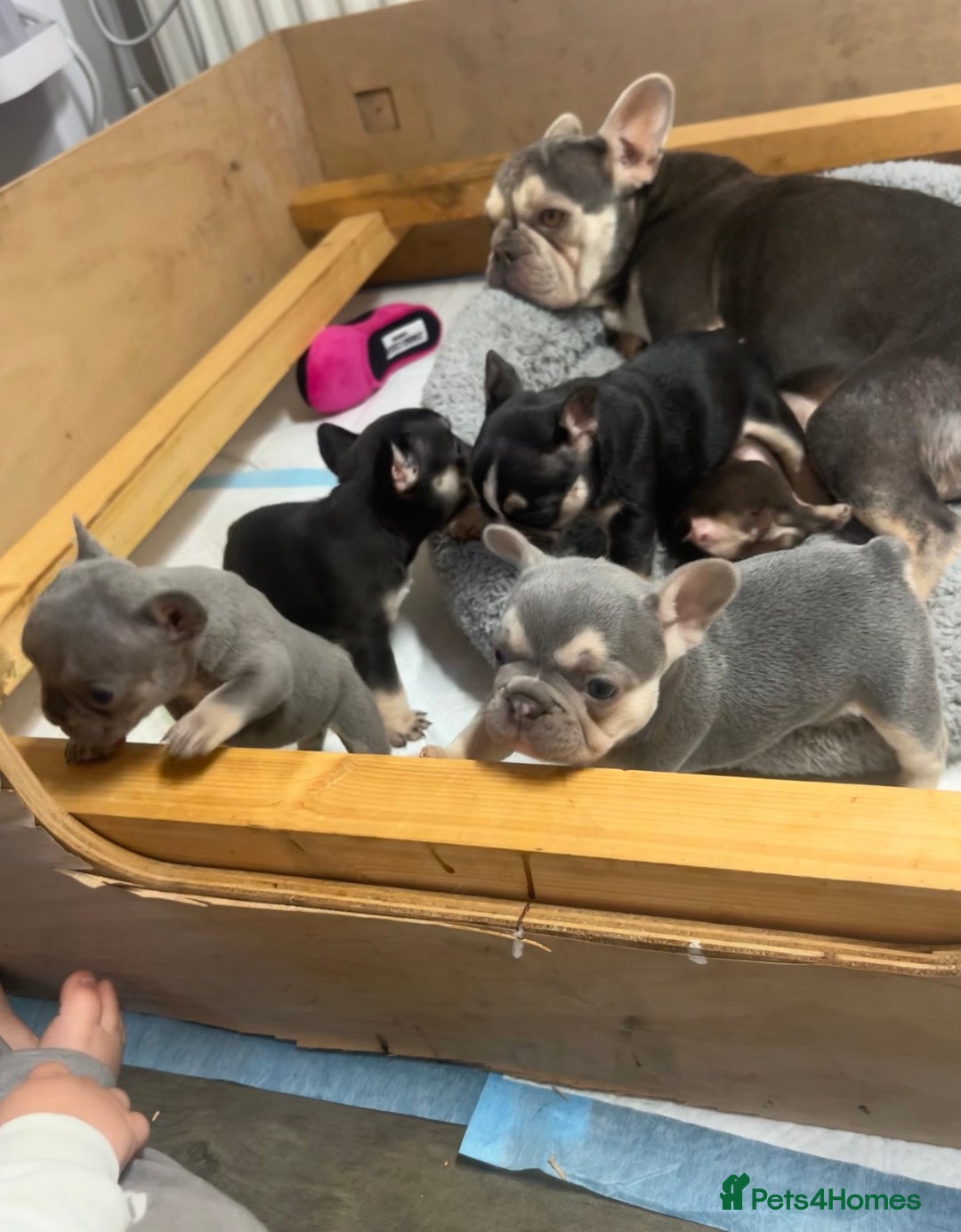 French Bulldog dogs for sale: 🩷5 French bulldog pups for sale🩷 - Image 7