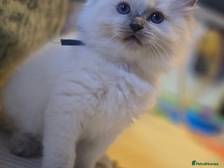 Ragdoll cats Precious GOOF Registered Ragdoll Kittens - 1 Boy - Advert 15