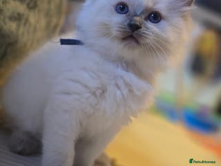 Ragdoll cats Precious GOOF Registered Ragdoll Kittens - 1 Boy - Advert 8