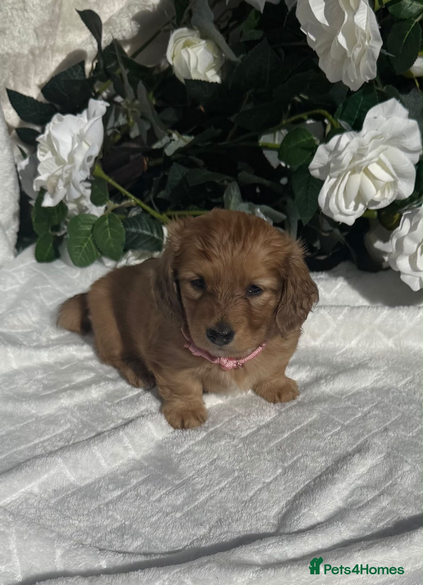 Miniature Dachshund dogs STUNNING KC LONG HAIRED MINIATURE DACHSHUND PUPS💕 - Advert 2