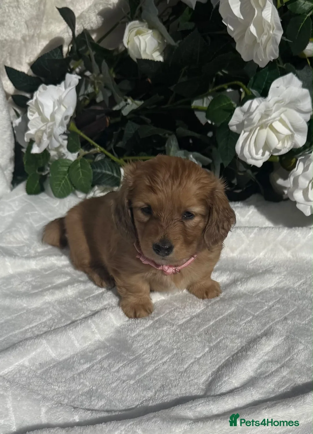 Miniature Dachshund dogs for sale: STUNNING KC LONG HAIRED MINIATURE DACHSHUND PUPS💕 - Advert 1
