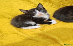 Mixed Breed cats for sale: Beautiful kittens VIDEOS - Image 18