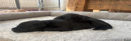 Labrador Retriever dogs for sale: Health Tested IGL Champion Bred Labrador Puppies  - Advert 22