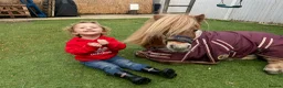 Shetland pony horses for sale: Miniature Shetland - Advert 5