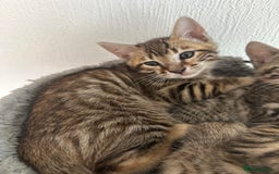 Bengal cats for sale: Bengal kittens  - Image 6