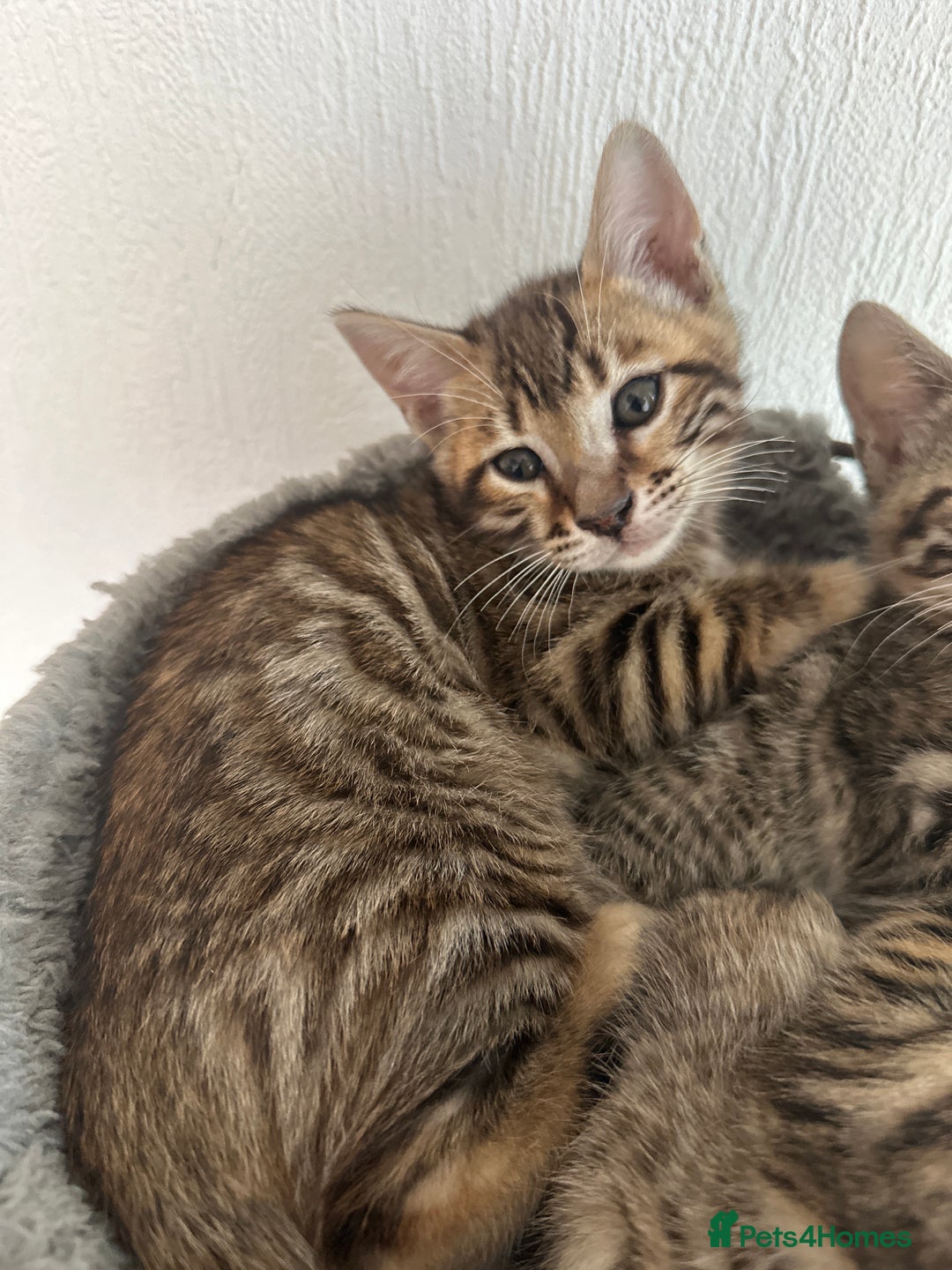 Bengal cats for sale: Bengal kittens  - Image 6