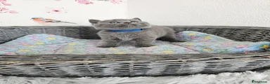 British Shorthair 2