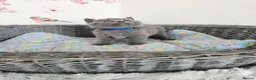 British Shorthair cats for sale: British Shorthair Kittens  - Advert 10