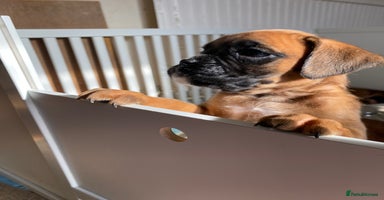 Boxer dogs - Advert 2