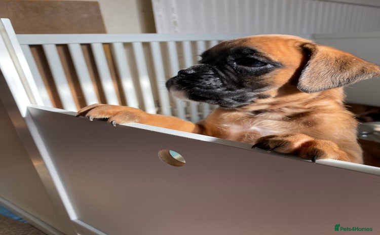 Boxer dogs - Advert 1