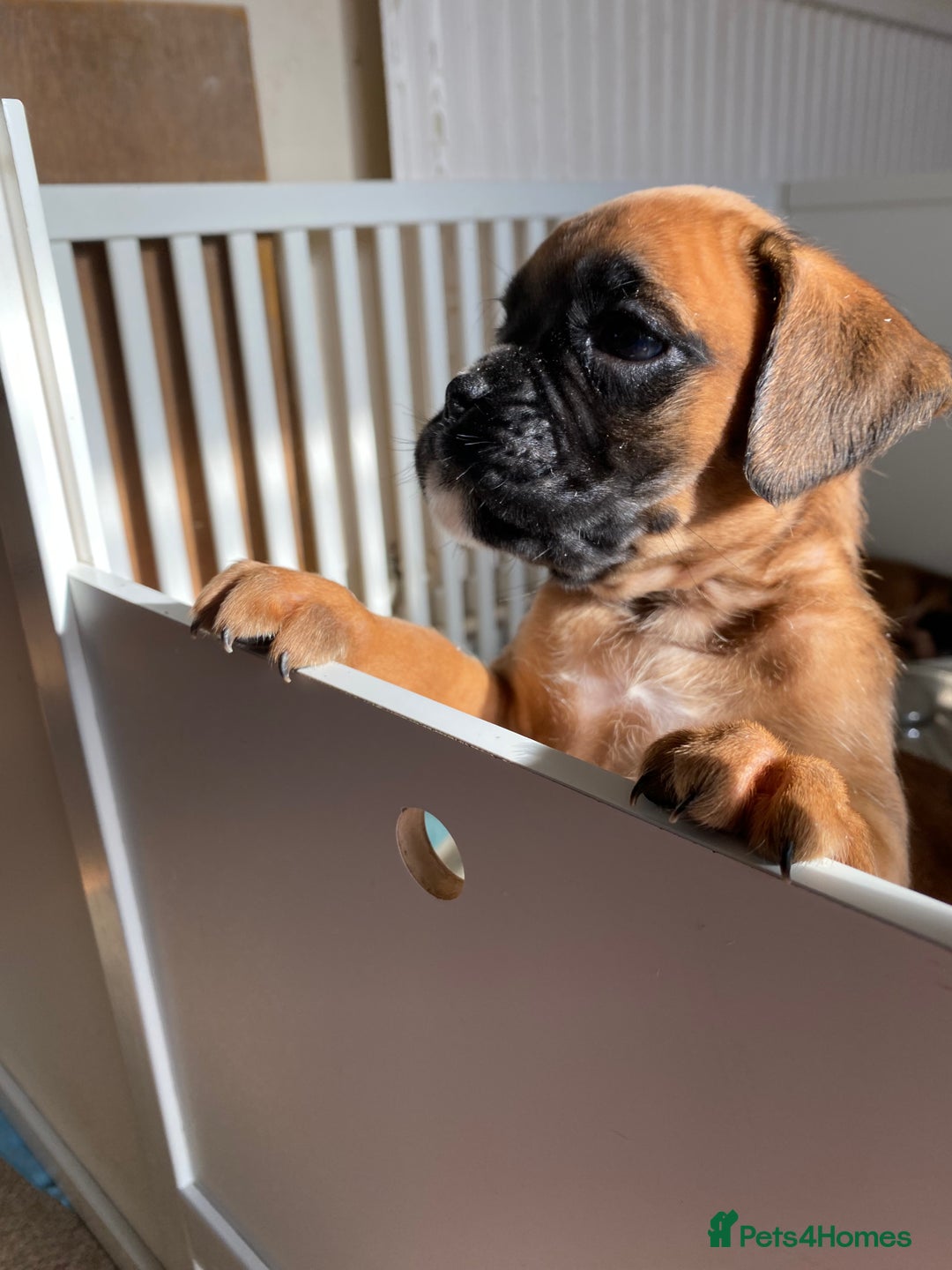 Boxer Puppies for sale Pets4Homes