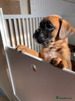 Boxer dogs - Advert 2