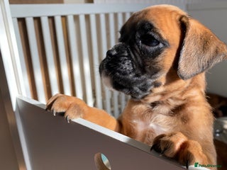 Boxer dogs - Advert 1