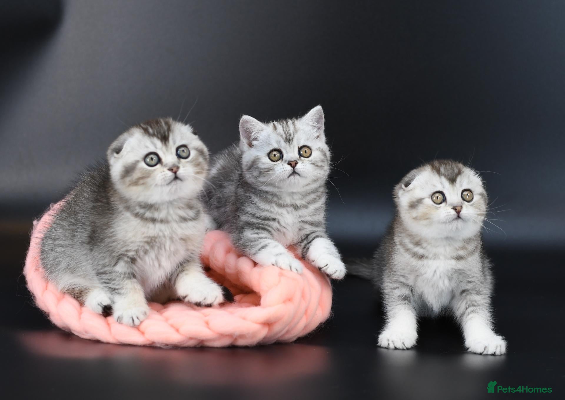Scottish Fold cats for sale: LICENSED CATTERY PURE BREED TOP QUALITY KITTENS - Advert 1