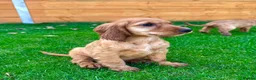 Cocker Spaniel dogs for sale: Golden Show CockerSpaniel Babies 🐾🐾🐾 - Advert 16