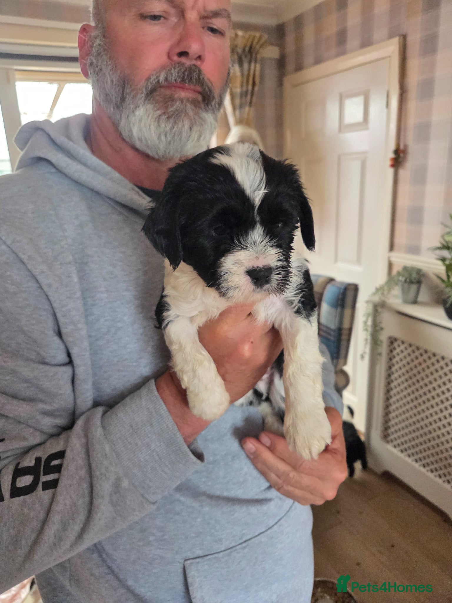 Tibetan Terrier dogs Tibetan Terrier puppies  - Advert 3