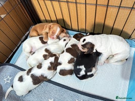 Cocker Spaniel dogs Pedigree Cocker Spaniels Puppies - 5 left - Advert 5