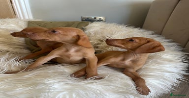 Hungarian Vizsla dogs - Advert 10