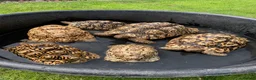 Tortoise reptiles for sale: Home For Unwanted Tortoises - Advert 4