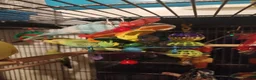 Budgerigars birds for sale: Beautiful baby budgies  - Advert 8