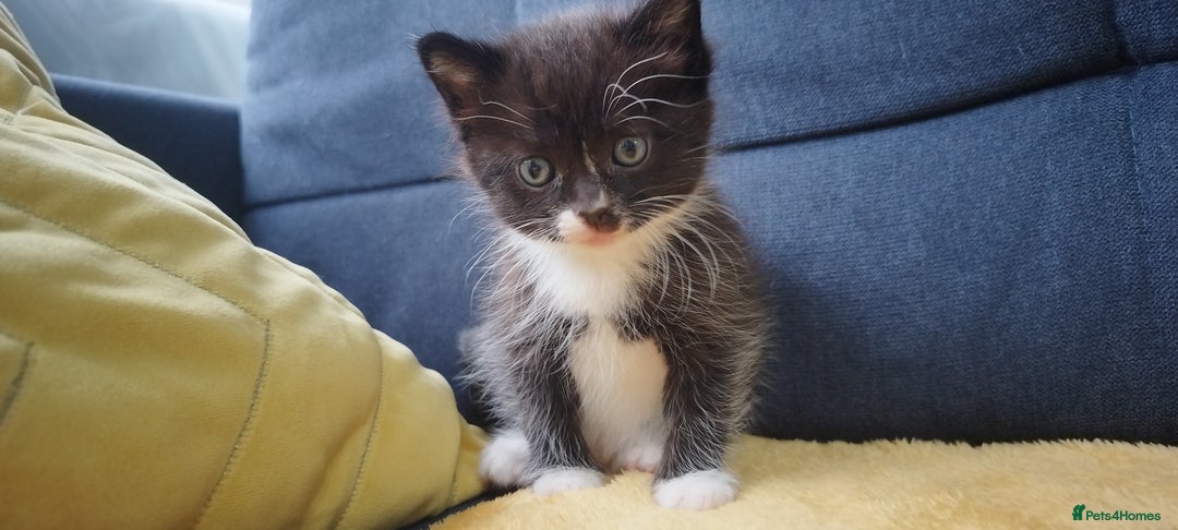 Ragdoll cats for sale: Half Ragdoll - one boy and four girls - Image 26