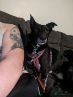 Mixed Breed dogs ❤️Carmen — 3,5-4 years old small-to-medium girl❤️ - Advert 4