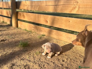 Jack Russell dogs Stunning Jack Russell puppies fr sale-all colours - Advert 7