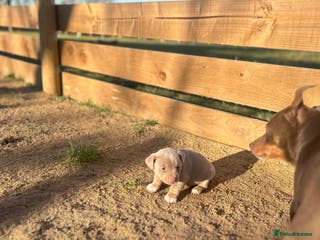 Jack Russell dogs Stunning Jack Russell puppies fr sale-all colours - Advert 9
