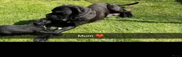 Cane Corso dogs for sale: Beautiful Cane Corso Merle ❤️ - Advert 5
