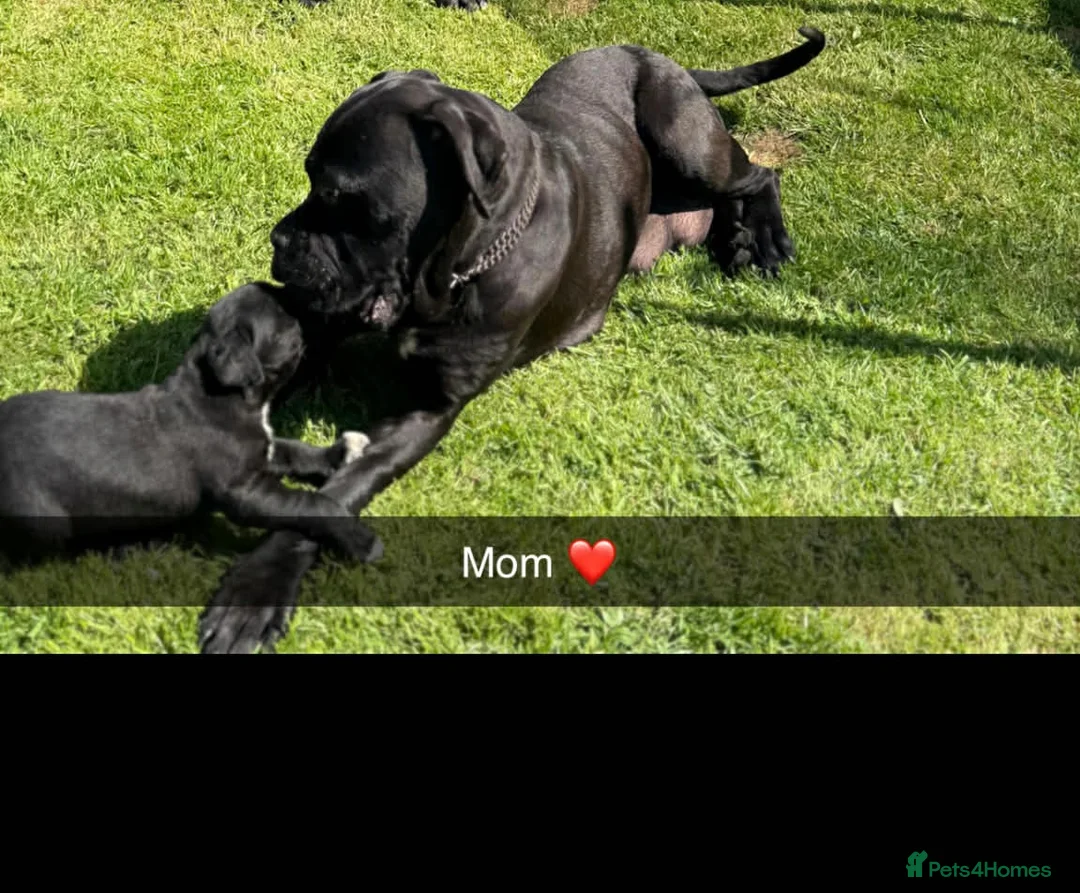 Cane Corso dogs for sale: Beautiful Cane Corso Merle ❤️ - Advert 5
