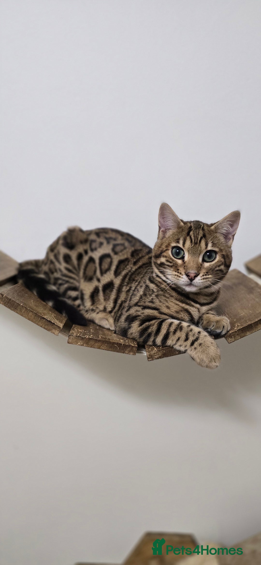 Bengal cats for sale: Gorgeous Tica registered Brown bengal boy - Advert 2