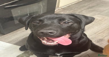 Mixed Breed dogs - Advert 1