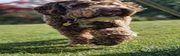 Mixed Breed dogs for sale: 9 Australian Labradoodles  - Advert 8