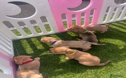 Mixed Breed dogs for sale: 7 beautiful jackshund puppies for sale - Image 22