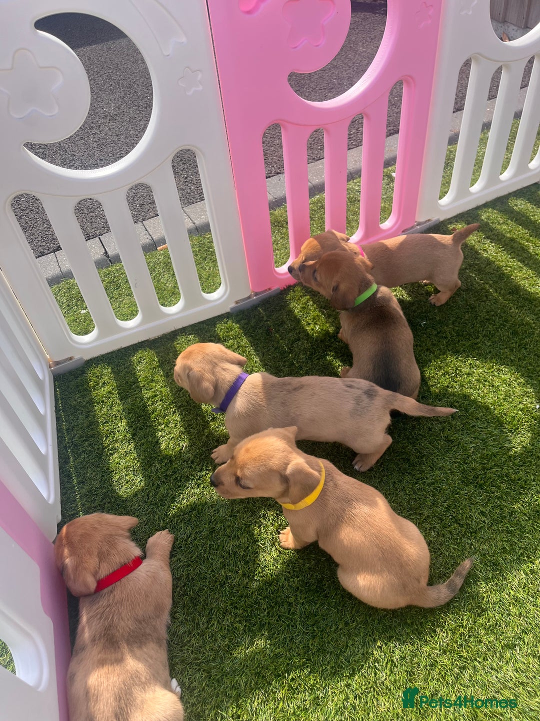 Mixed Breed dogs for sale: 7 beautiful jackshund puppies for sale - Image 22