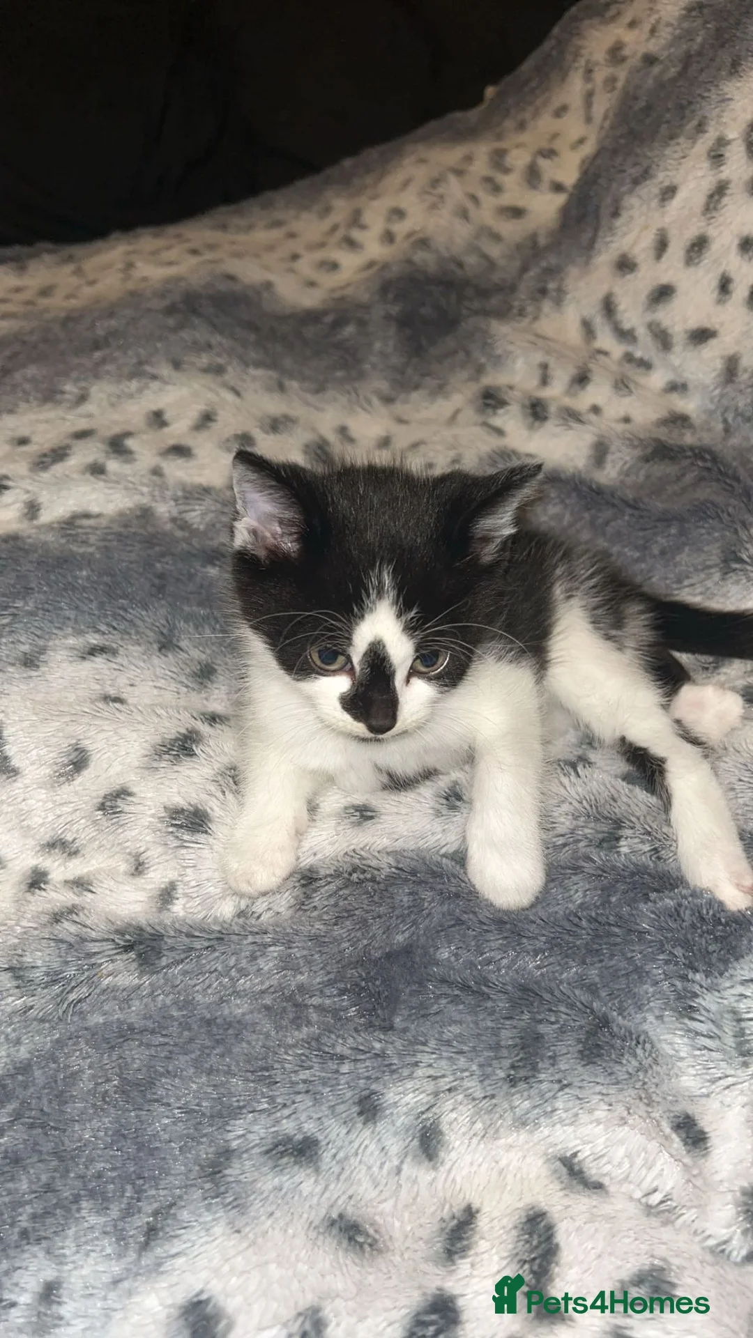 Mixed Breed cats for sale: Kittens  in Caernarfon - Advert 4