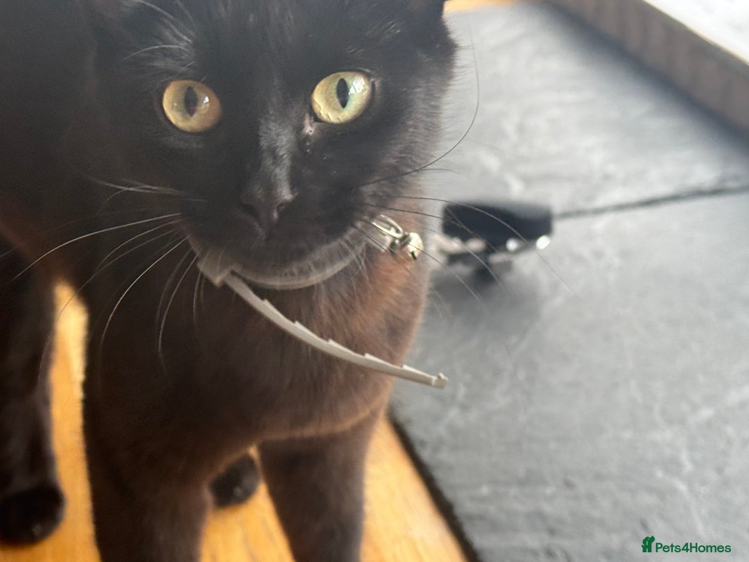 Mixed Breed cats for sale: Cat and kittens - Image 2